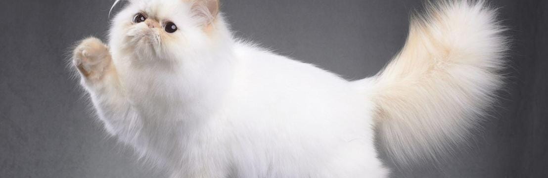 Official Pet