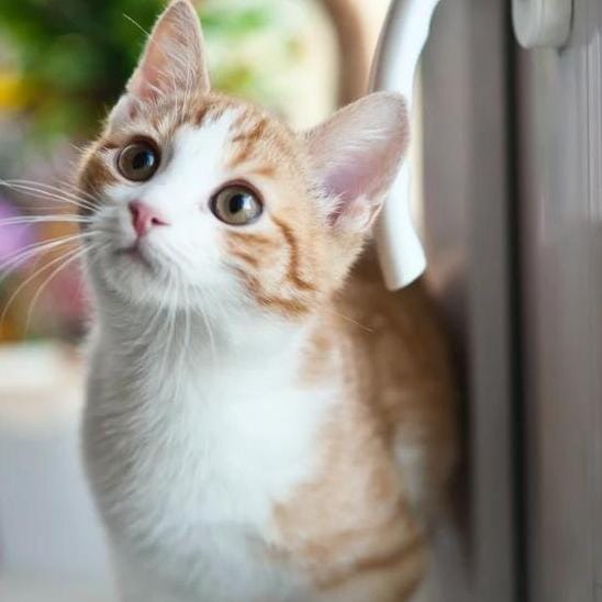 Official Pet