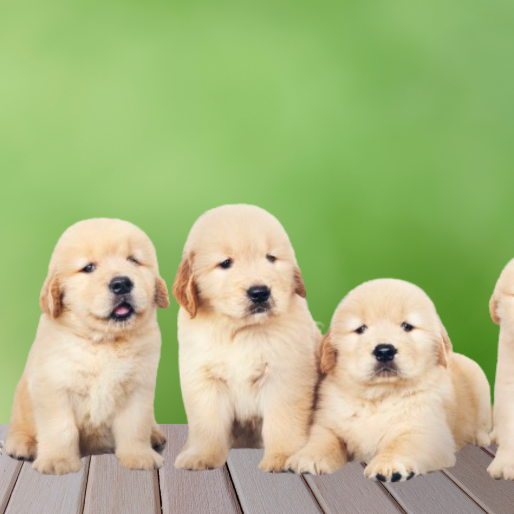 SiberianHuskies PuppiesGoldenRetrievers