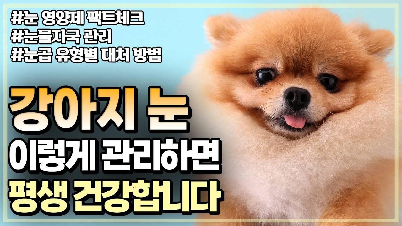 강아지눈영양제