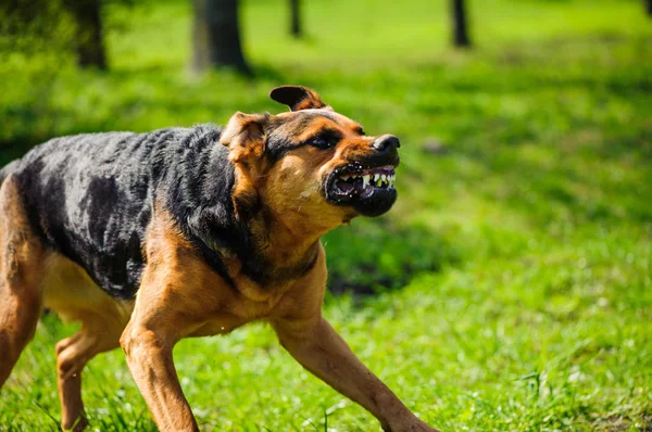 aggressive dog training indiana