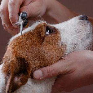Boujee Mobile Pet Grooming