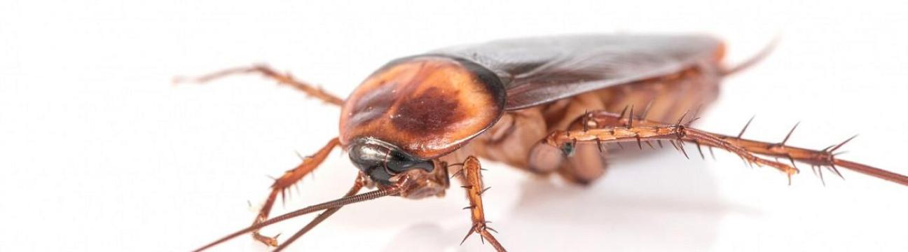Cockroach Poison