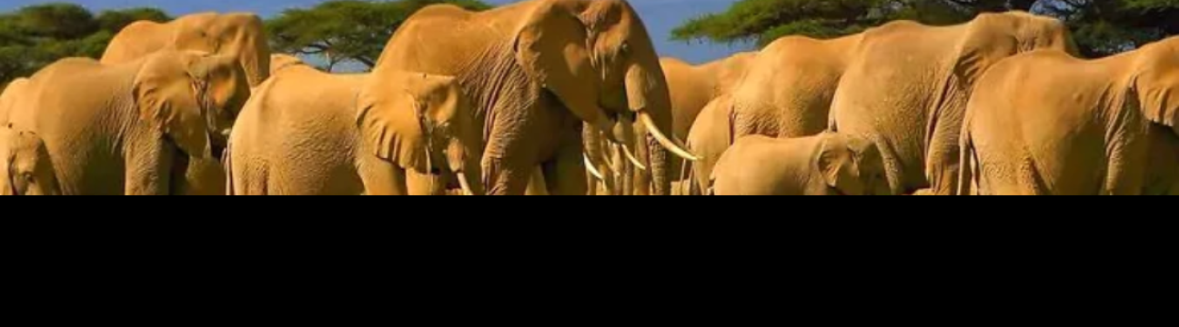 Jumbo  Adventures