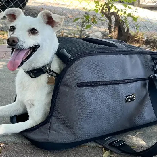 Dog In Acarrier