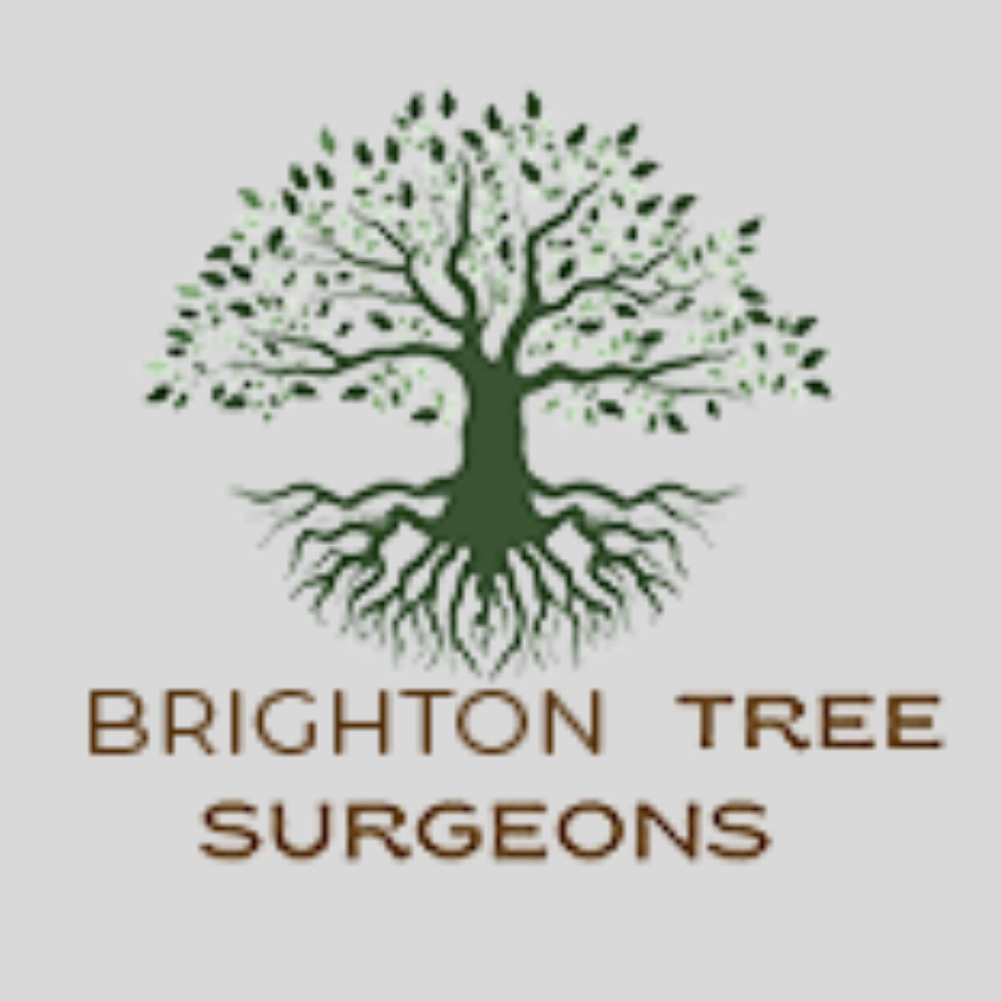Brighton Tree Surgeon