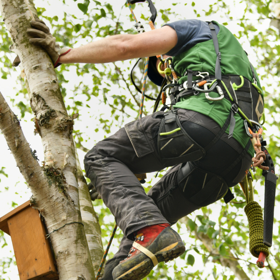 Affordable Tree Service Houston
