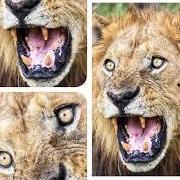 Lionapk Lionapk