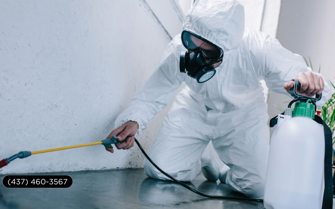 How to Choose an Extermination Service in Toronto