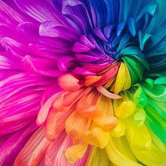 Palette  Generator