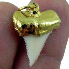 Jts Sharks Teeth & Fossil Inc