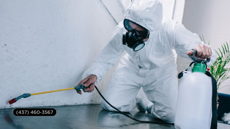 Best pest control service in Toronto
