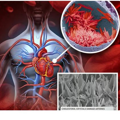 Cardioc2 Empower