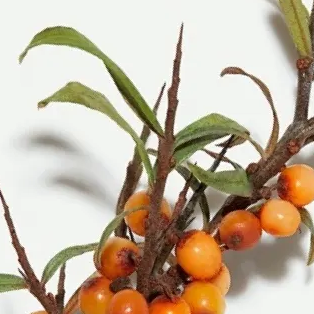 Buckthorn Sea