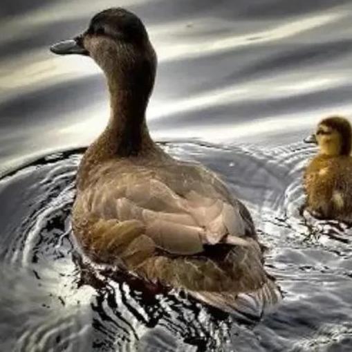 Ohio Duck