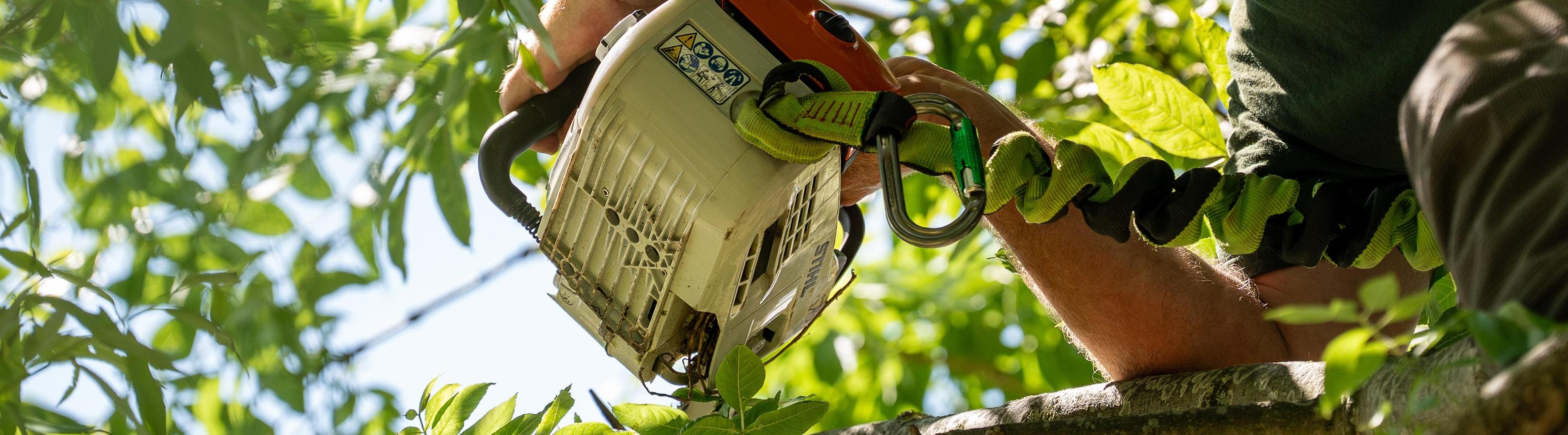 McAuley Tree Surgery
