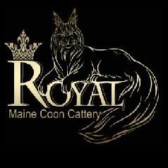 Royal Maine Coon Cattery