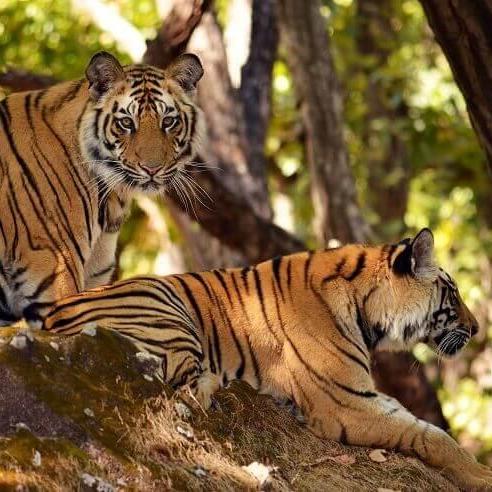 Panna National Park