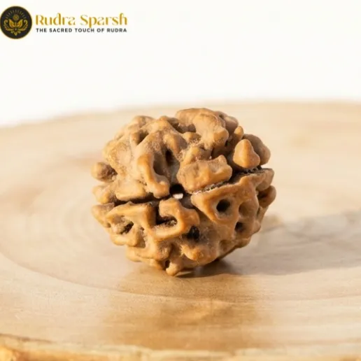 Two Mukhi Rudraksha | Rudrasparsh