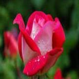 Esha  Chanda