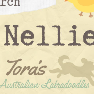 Australian Labradoodles