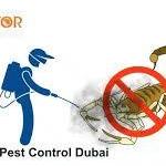 Pest Control