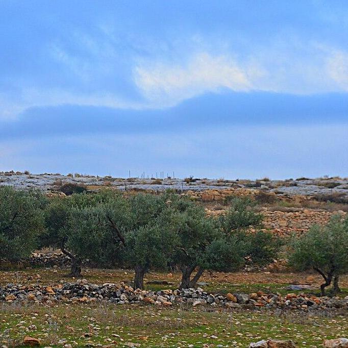 Omartr SHAHAT