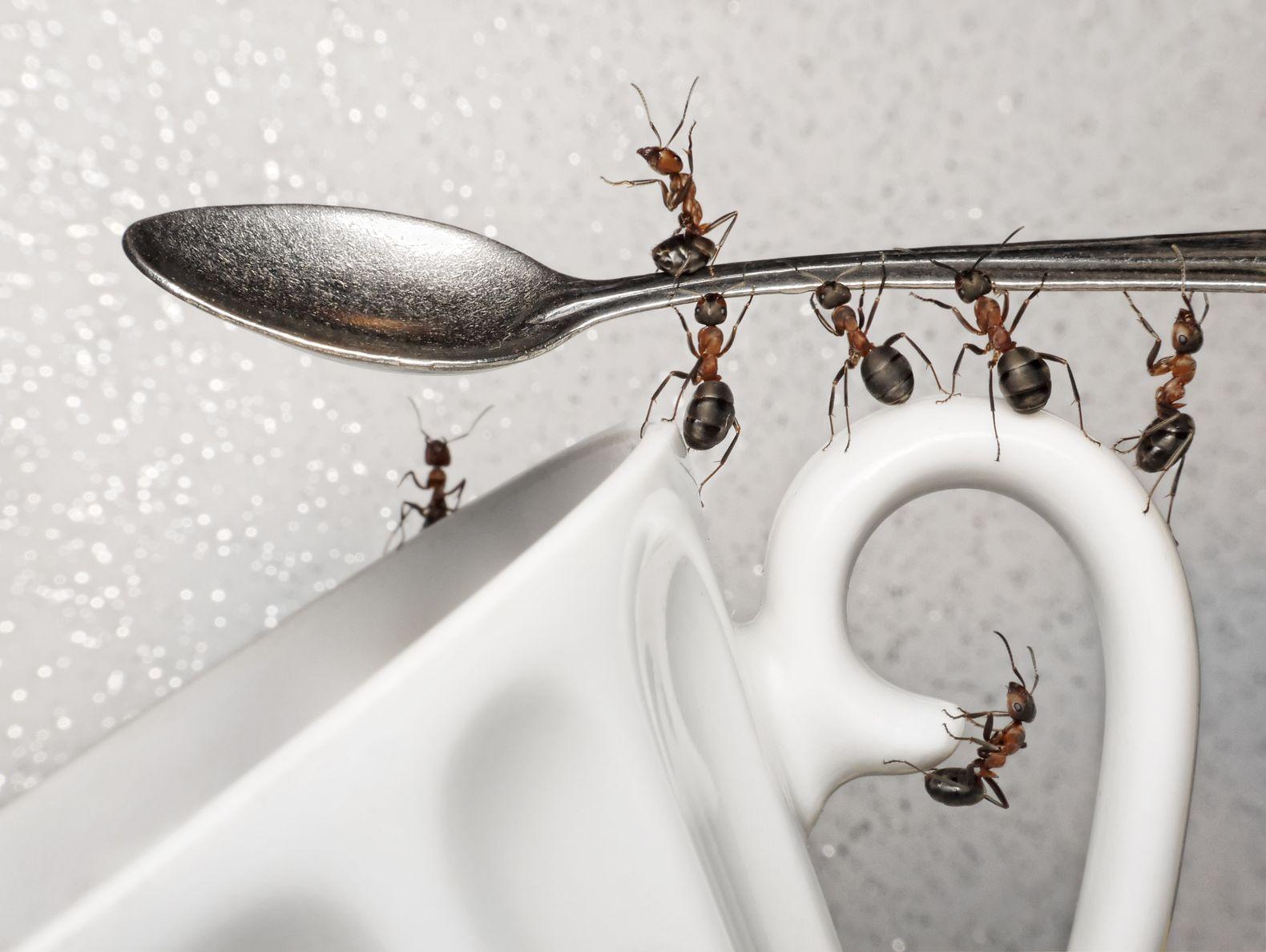 ants in kitchen sink area